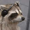 Thumb 100 raccoon  3 