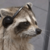 Thumb 50 raccoon  3 